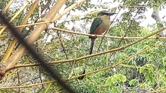 Eumomota superciliosa