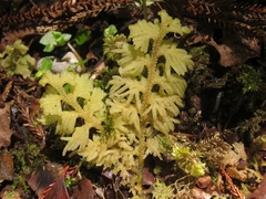 Trichocolea mollissima