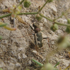 Neocicindela latecincta
