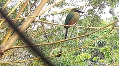 Eumomota superciliosa