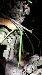 Arthropodium candidum