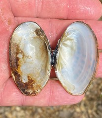 Cambarunio taeniatus