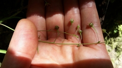 Arthropodium candidum