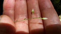 Arthropodium candidum