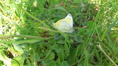 Pieris rapae
