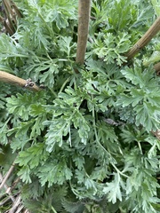Artemisia vulgaris