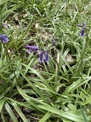 Hyacinthoides non-scripta