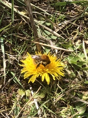 Bombus pascuorum