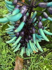 Strongylodon macrobotrys