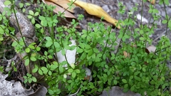 Galium propinquum