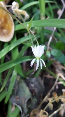 Arthropodium candidum