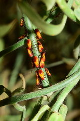 Oncopeltus guttaloides