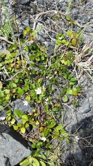 Veronica lanceolata