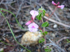 Indigofera gracilis