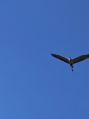 Ardea herodias