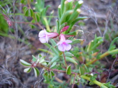 Indigofera gracilis