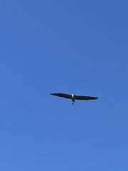 Ardea herodias