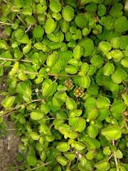 Fuchsia procumbens