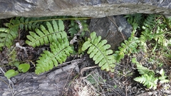 Cranfillia deltoides