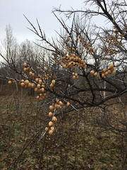 Hippophae