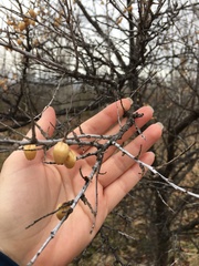 Hippophae
