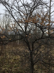 Hippophae