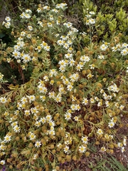 Argyranthemum callichrysum subsp. gomerensis image