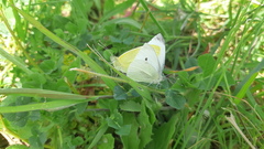 Pieris rapae