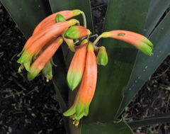 Clivia gardenii