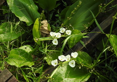 Echinodorus palifolius