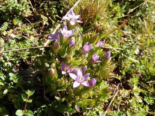 Gentianella engadinensis · iNaturalist