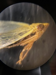 Laevicephalus