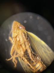 Laevicephalus