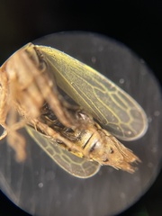 Laevicephalus