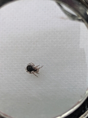 Dipoena melanogaster