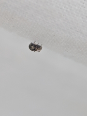 Dipoena melanogaster