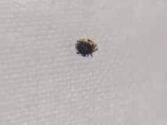 Dipoena melanogaster