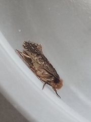 Monopis crocicapitella