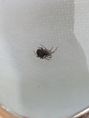 Dipoena melanogaster