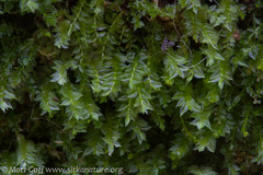 Tetraphis geniculata