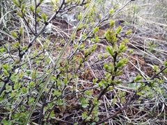 Spiraea hypericifolia