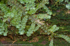 Calypogeia integristipula