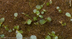 Cephaloziella
