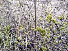 Spiraea hypericifolia