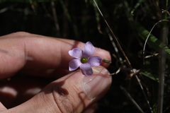 Oxalis dentata