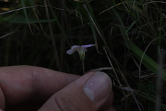 Oxalis dentata