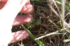 Oxalis dentata