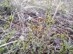 Spiraea hypericifolia