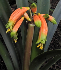 Clivia gardenii
