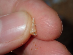 Colpospira guillaumei